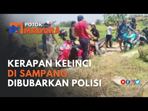 Nekat di Masa Pandemi Gelar Karapan Kelinci, Dibubarkan Polisi