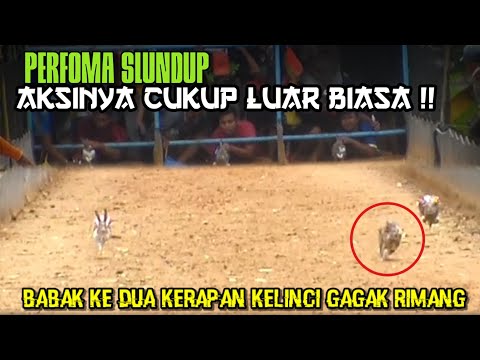 Aksi Seru Babak Ke Dua Kerapan Kelinci Di Lapangan Gagak Rimang Sumenep