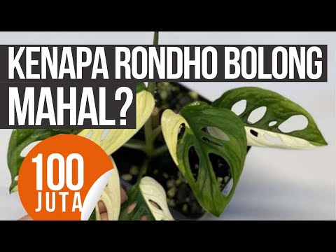 Kenapa Rondho Bolong Bisa Mahal? Ini Jawaban Komplet Dosen Unnes