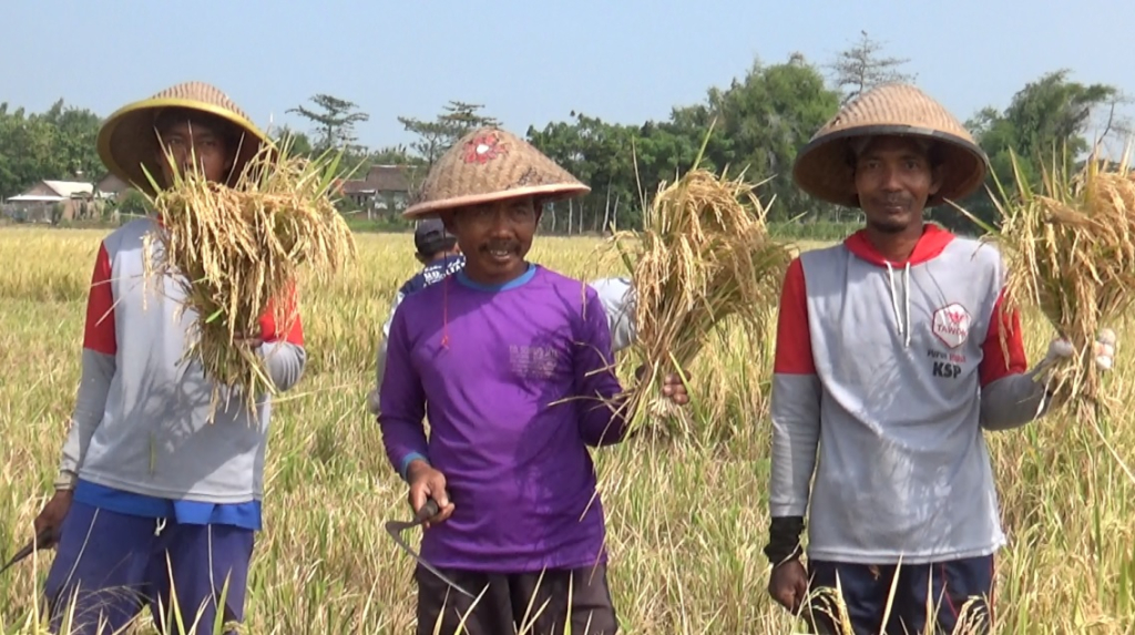 bulog-terjunkan-mitra-tani-serbu-gabah-petani-lokal