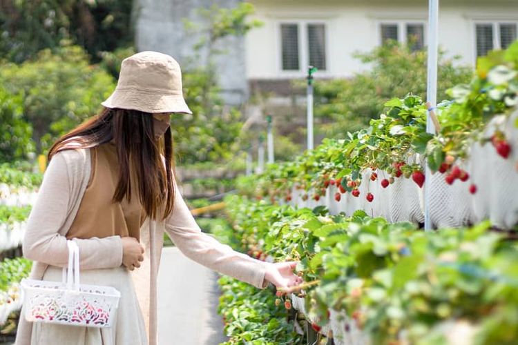 liburan-memetik-strawberry,-ini-dia-rekomendasi-kebun-strawberry-di-bandung