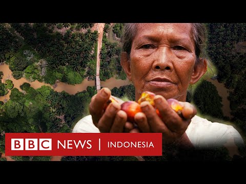 Investigasi plasma sawit: ‘Kami sudah sering dibohongi’ – BBC News Indonesia