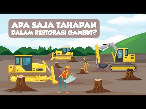 Apa Saja Tahapan dalam Restorasi Gambut