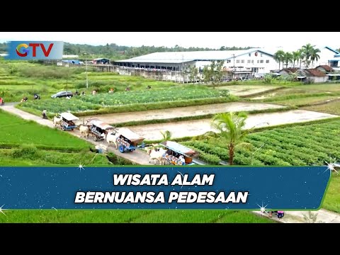 Nikmati Suasana Tempo Dulu Naik Gerobak Sapi di Yogyakarta – BIS 23/04