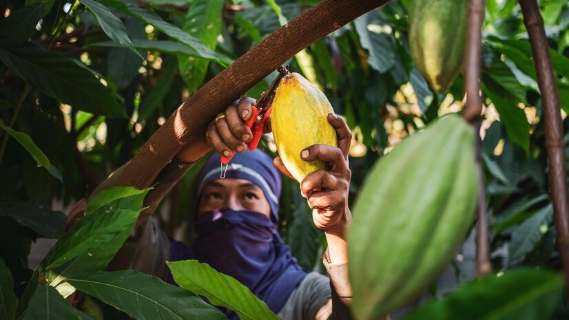 manis-di-bibir,-pahit-di-ladang:-tantangan-petani-kakao-perempuan-di-indonesia