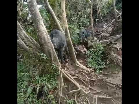 penampakan Babi hutan dijalur pendakian gunung Cikuray Garut#shorts