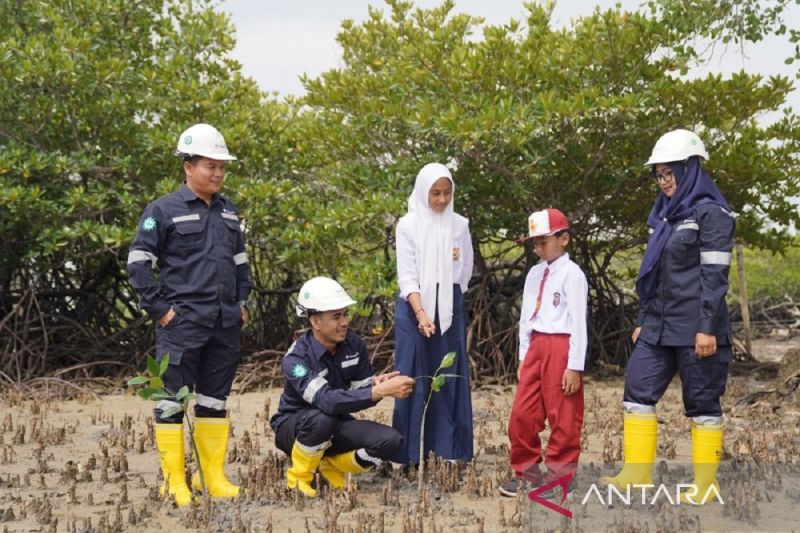 mitigasi-iklim-pt-timah-targetkan-tanam-45.000-mangrove-tahun-ini