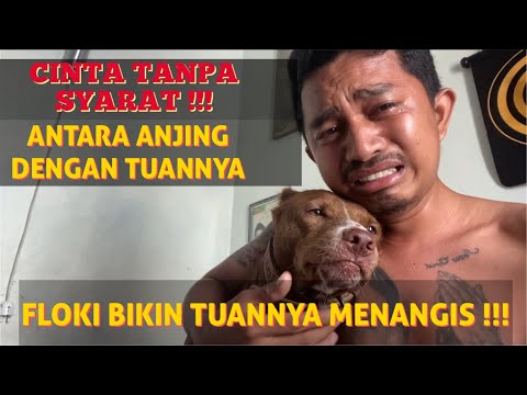 MENGHARUKAN !!! CINTA TANPA SYARAT ANTARA ANJING DENGAN TUANNYA – KING FLOKI BIKIN TUANNYA NANGIS