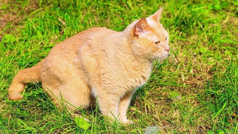 7-alasan-kenapa-kucing-makan-rumput,-manfaat,-&-risikonya