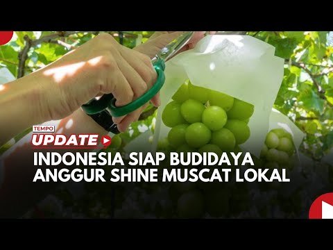 Kementan Sebut Indonesia Siap Budidaya Anggur Shine Muscat Lokal