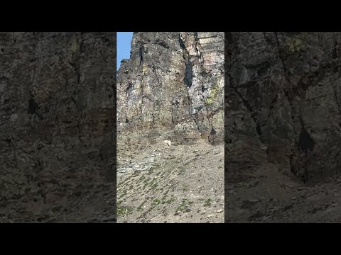 Mountain Goat Sighting on the Stunning Highline Trail in Glacier