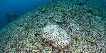 why-coral-reefs-damaged-by-blast-fishing-struggle-to-recover-—-even-after-decades
