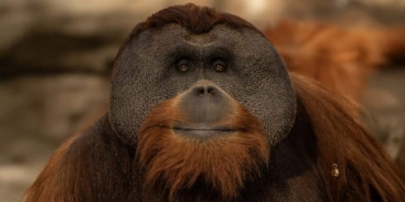 kisah-berani,-orangutan-sumatera-yang-mati-karena-gagal-ginjal-di-denver-zoo