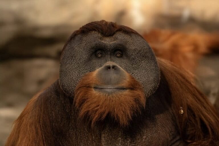 kisah-berani,-orangutan-sumatera-yang-mati-karena-gagal-ginjal-di-denver-zoo