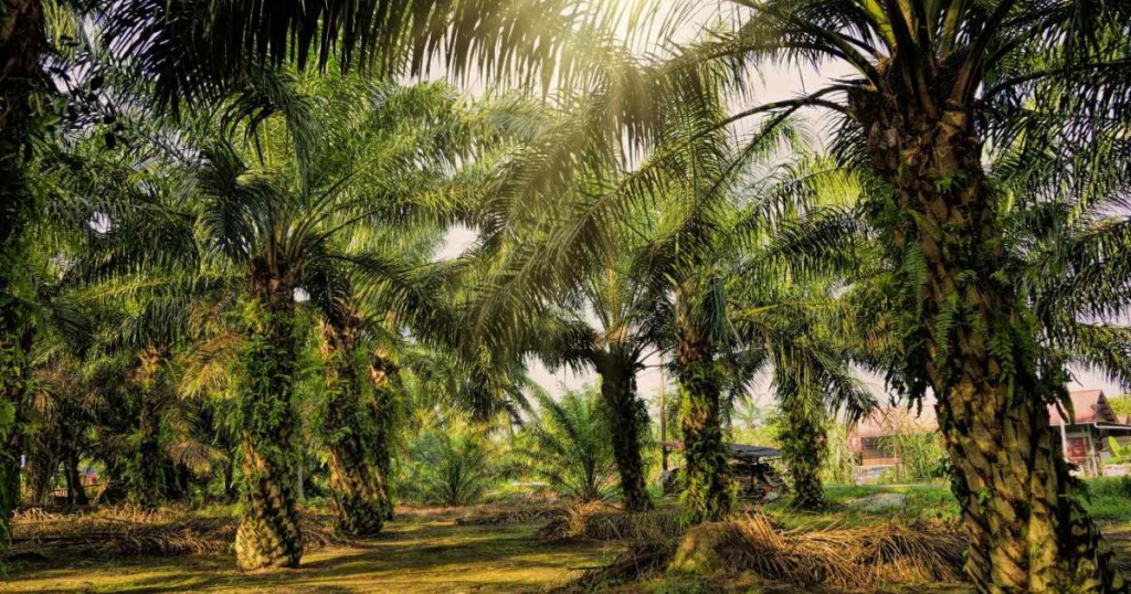 bengkulu-terancam,-sawit-di-hutan-semakin-masif