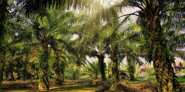 bengkulu-terancam,-sawit-di-hutan-semakin-masif