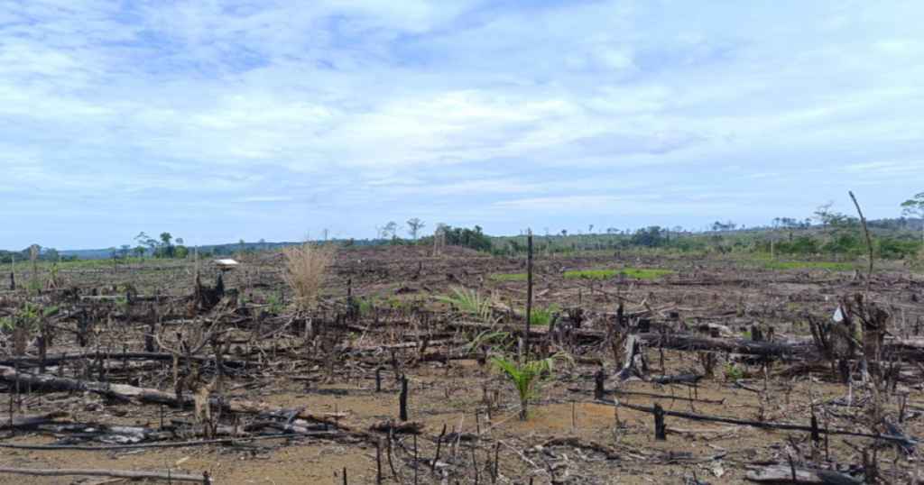 investigasi-konsesi-tambang:-ancaman-terhadap-hutan-lindung-di-bengkulu 