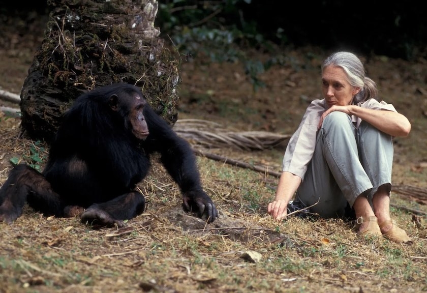 ahli-konservasi-jane-goodall-tutup-usia-pada-91-tahun