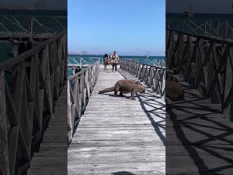 Dikejar Komodo