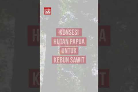 Pemerintah akan Sulap 450.000 Hektar Lebih Hutan Papua untuk Kebun Sawit & Sawah