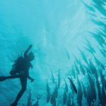 into-the-wondrous-waters-of-wakatobi
