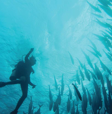 into-the-wondrous-waters-of-wakatobi