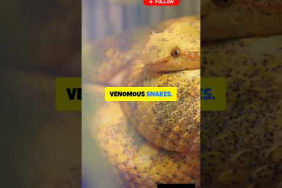 OMG 😱 10 Reasons Snake Island is Deadly!