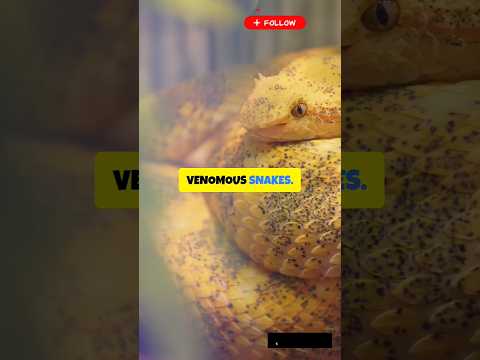 OMG 😱 10 Reasons Snake Island is Deadly!