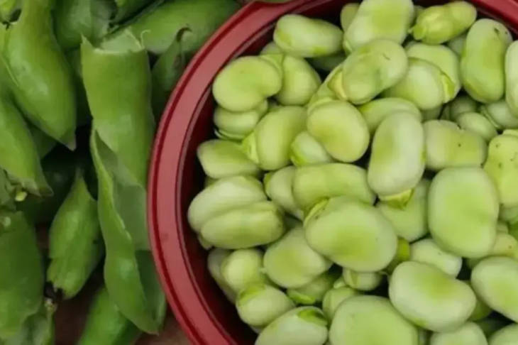 kacang-koro,-tumbuhan-tangguh-yang-bisa-dikonsumsi-untuk-pangan-alternatif