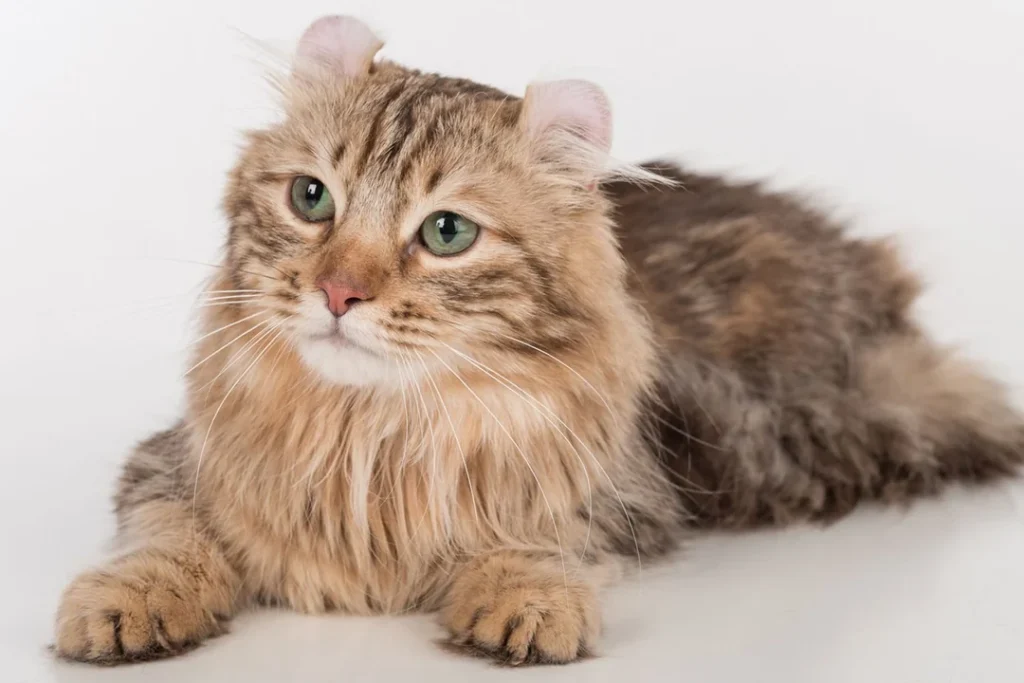 american-curl:-kucing-unik-dengan-telinga-melengkung-yang-bikin-gemas