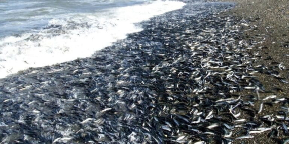 10-juta-ikan-capelin-dimangsa-predator-dalam-4-jam-di-laut-arktik