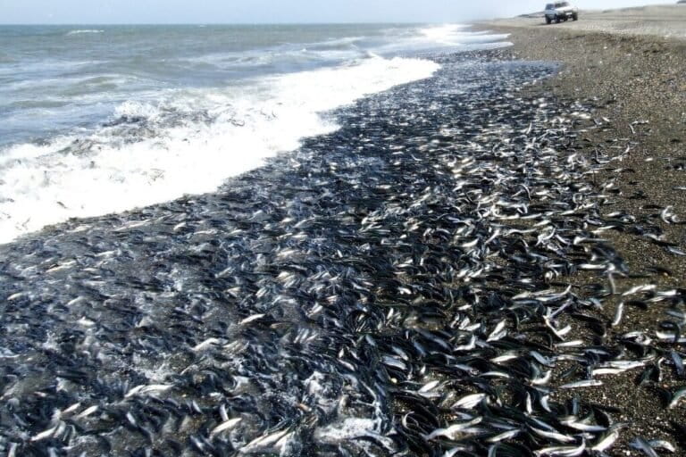 10-juta-ikan-capelin-dimangsa-predator-dalam-4-jam-di-laut-arktik