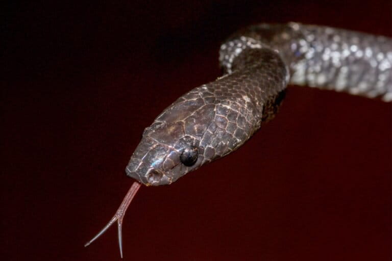 ular-cecak-sulawesi,-jenis-endemik-yang-misterius