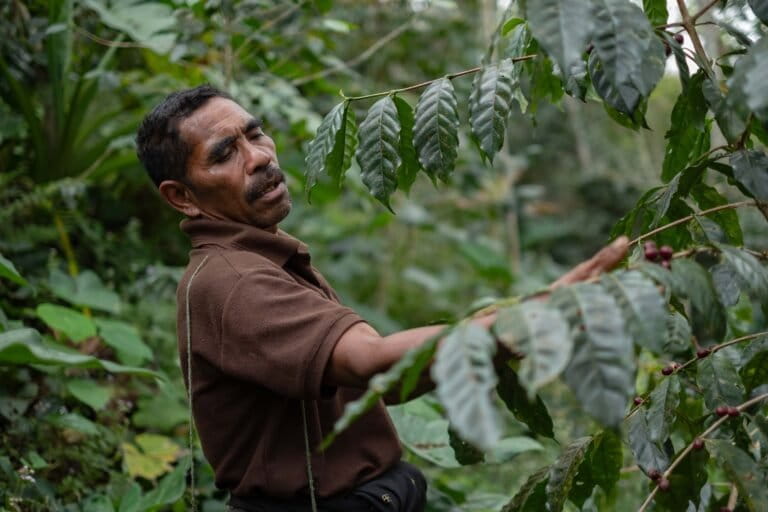 konsistensi-petani-ngada-merawat-kopi-arabika-yang-mendunia