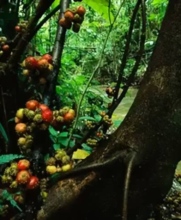 beringin-minahasa-atau-langusei,-rumah-bagi-satwa-endemik-sulawesi