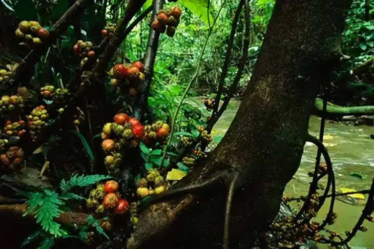 beringin-minahasa-atau-langusei,-rumah-bagi-satwa-endemik-sulawesi