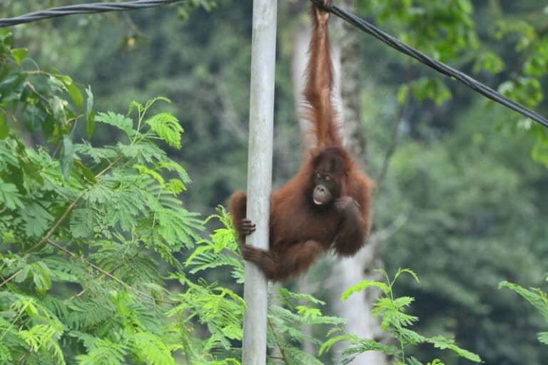 viral-video-dugaan-potongan-tubuh-orangutan,-lokasi-di-kalimantan-timur?