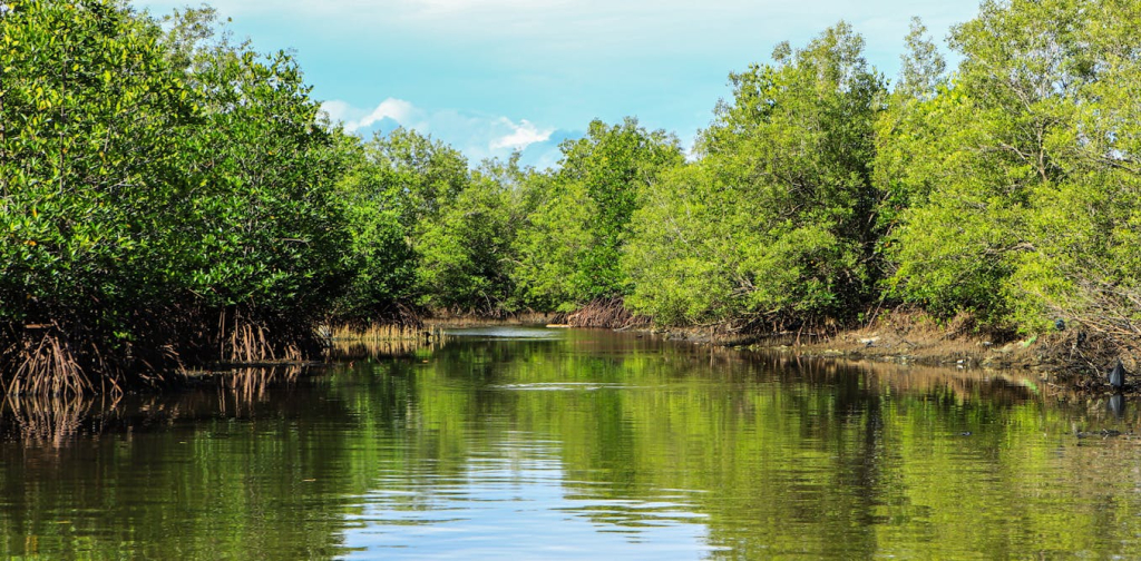 ‘mang-oge’-dan-usaha-warga-muara-gembong-buktikan-hilirisasi-mangrove-bisa-janjikan-cuan