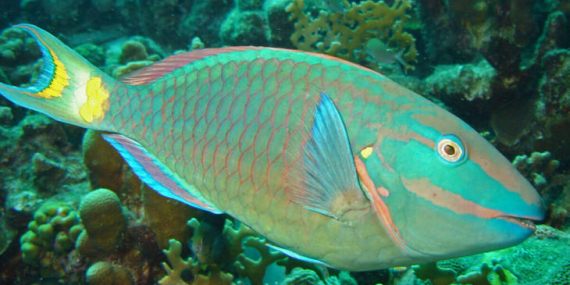 ikan-kakatua,-biota-laut-warna-warni-yang-suka-mengunyah-karang