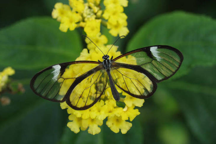 kupu-kupu-jenis-ini-punya-sayap-transparan-untuk-mengelabuhi-pemangsa