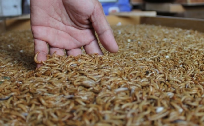 cara-budidaya-ulat-kandang-untuk-pakan-burung-kicauan