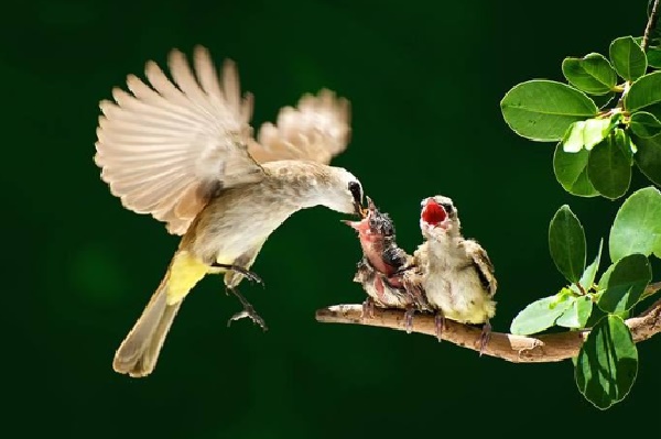 cara-memilih-pakan-burung-kicau-yang-tepat