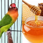 manfaat-madu-untuk-burung-agar-kebal-penyakit-dan-penambah-stamina