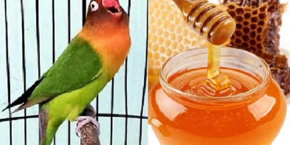 Manfaat Madu untuk Burung agar Kebal Penyakit dan Penambah Stamina