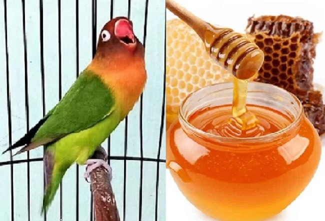 manfaat-madu-untuk-burung-agar-kebal-penyakit-dan-penambah-stamina