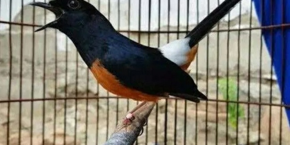 Cara Menjaga Stamina Burung Pemakan Serangga