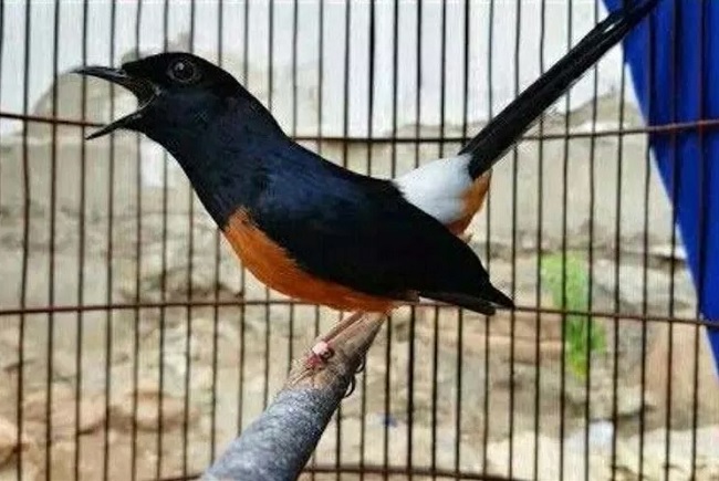 cara-menjaga-stamina-burung-pemakan-serangga