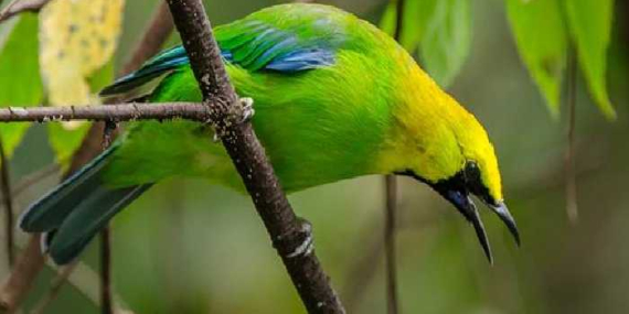 Cucak Ranting: Ciri, Suara, Jenis, Karakter, Perawatan, Makanan, Dll