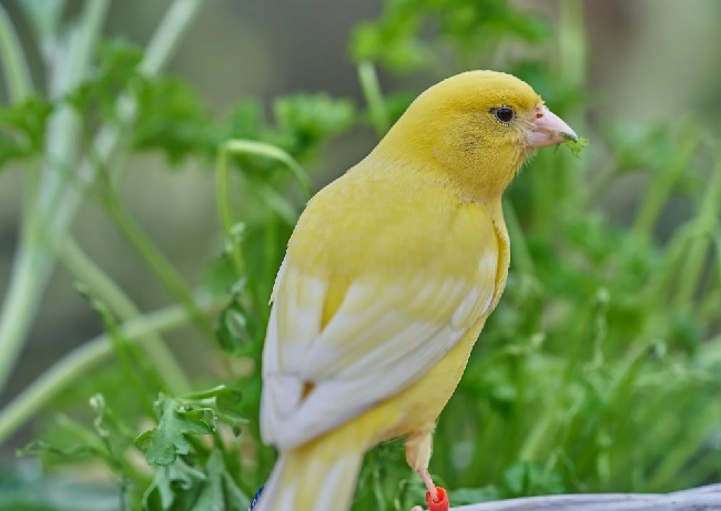 kumpulan-daun-daunan-penambah-stamina-burung-berkicau