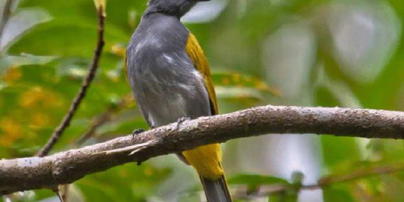 burung-cucak-kelabu:-ciri-ciri,-habitat,-suara,-makanan-dan-cara-perawatannya